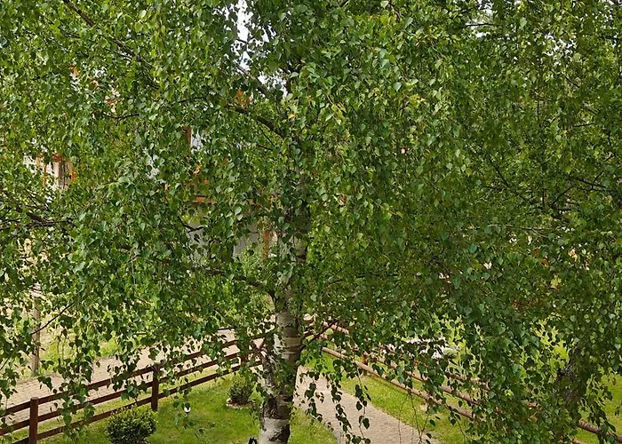 Na Kaszubach - Brzozowy Raj Kaszubska Ostoja Semesterbostad